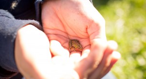 Holding a frog