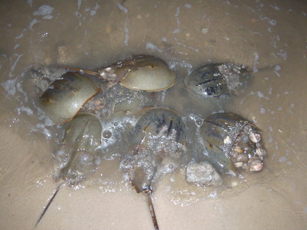 Horseshoe crabs service learning trip to the Delaware Bay