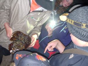 Observing Horseshoe Crabs during service learning trip