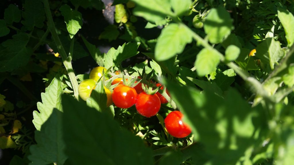 tomato plants grown by Ridge and Valley Charter School